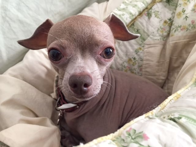 Bruno in bed 2