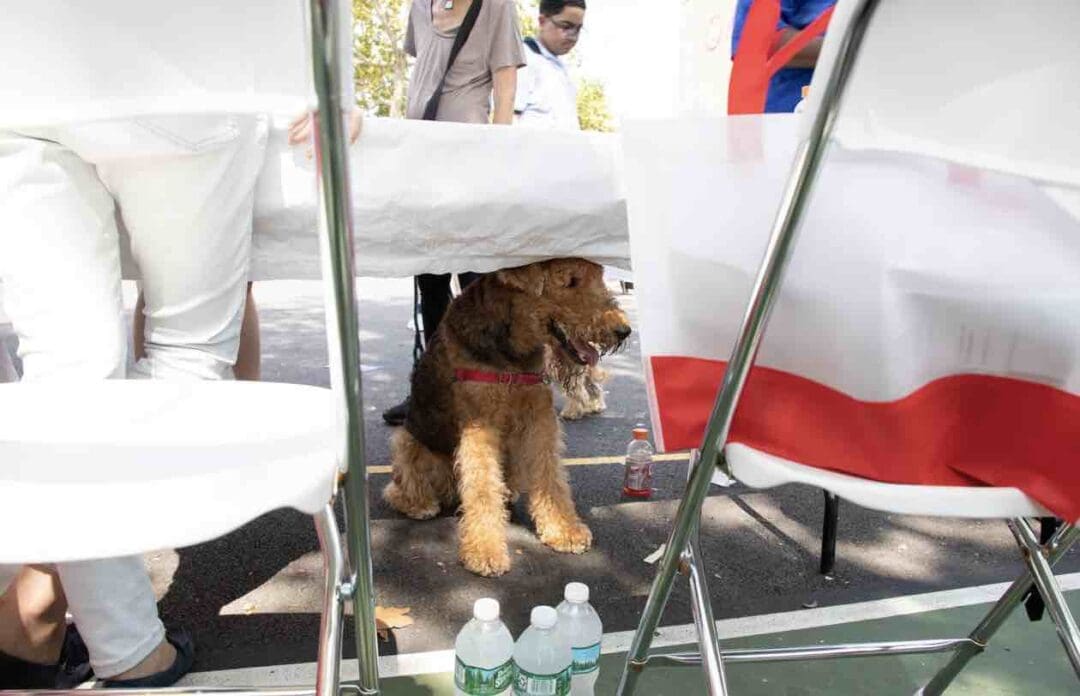 Dog