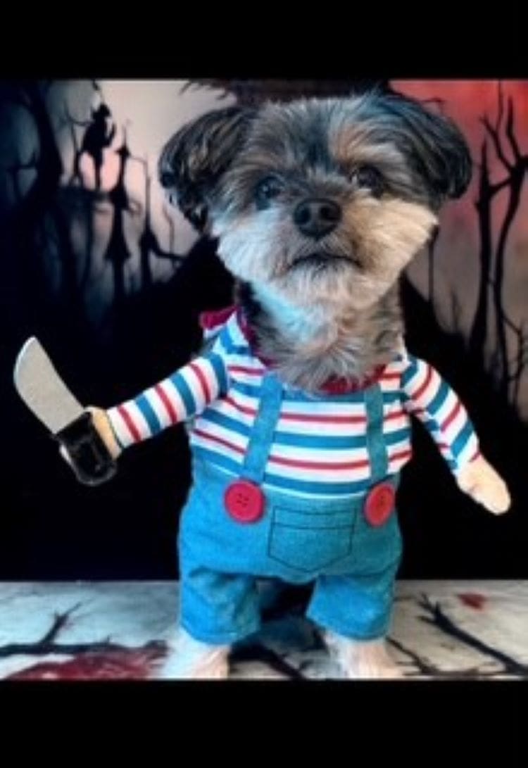 Michele Alternative pet marco-as-Chucky