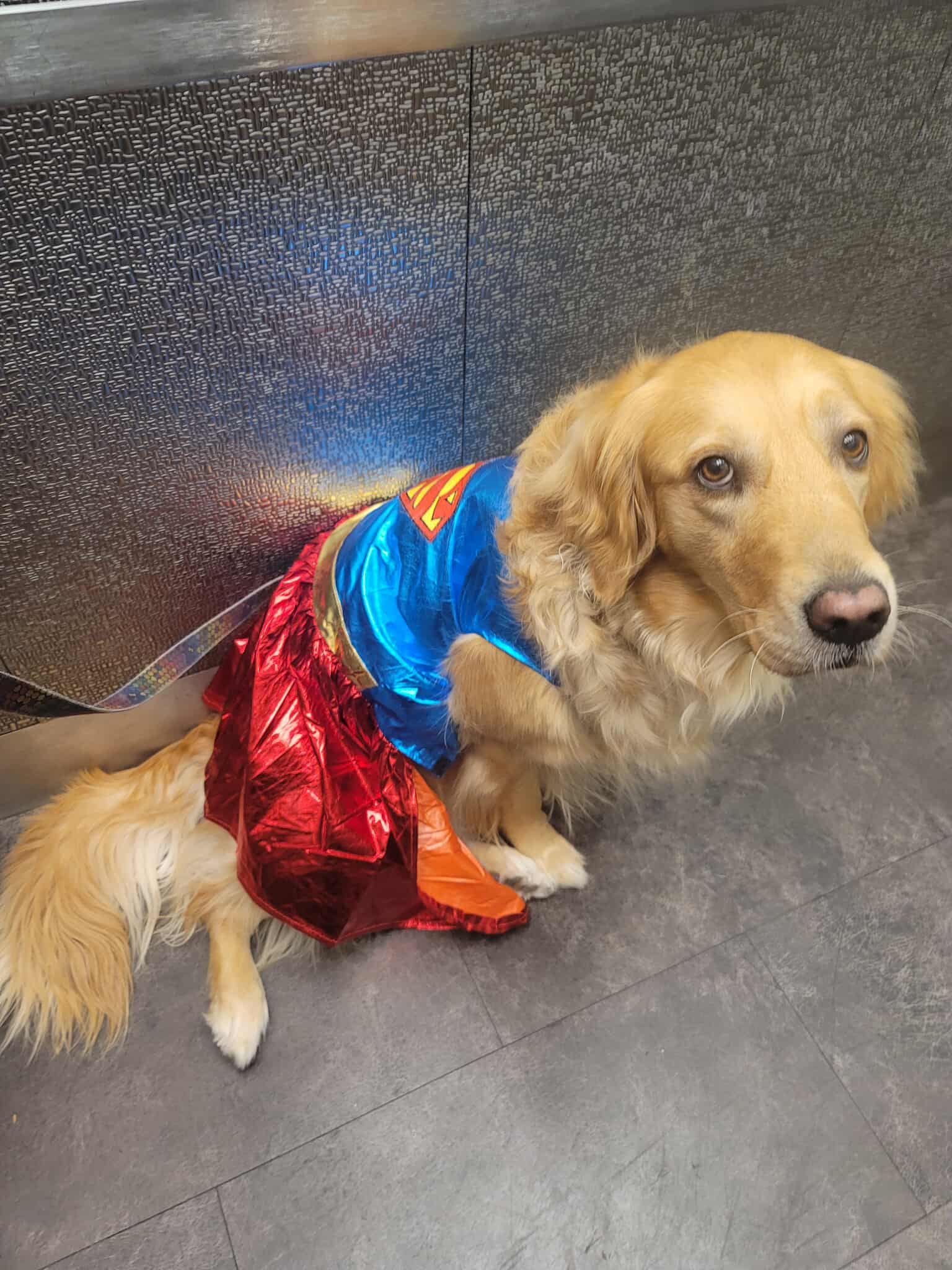 William Sanchez_dog bella_Super Dog